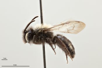 Media type: image;   Entomology 771217 Aspect: habitus lateral view